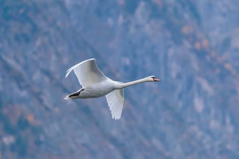 A mute swan (Cygnus olor) flies over a lake. In the background, a mountain forest can be seen in
