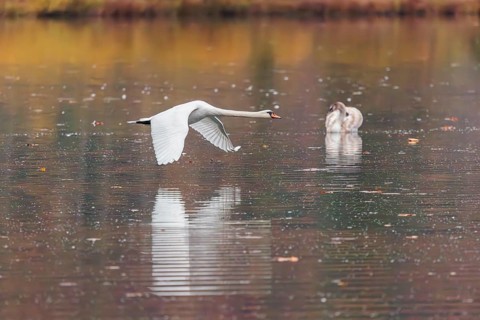 A mute swan (Cygnus olor) flies over a lake. A forest in autumn colors is reflected in the water.