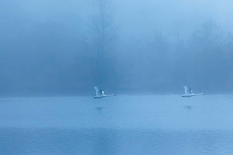 Two mute swans (Cygnus olor) fly over a lake on a cold and foggy morning. In the background, a