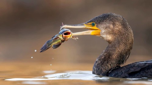 Cormorant (Phalacrocorax carbo) with catfish as prey, hunting, fishing, successful, black dwarf