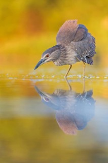 Night heron (Nycticorax nycticorax) young bird hunting in reeds, fishing, sunrise, shallow water