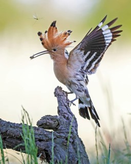 Hoopoe (Upupa epops) bird of the year 2022, male with food for the female or young birds, bridal