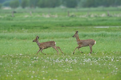 Deer (Capreolus capreolus) roebuck in meadow terrain, changes winter to summer fur, North