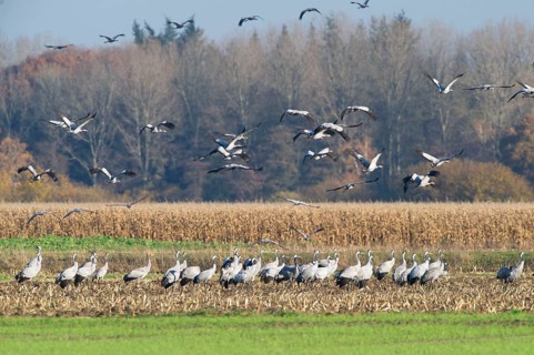 Cranes (grus grus) while resting on the southward train looking for food in a harvested corn field,