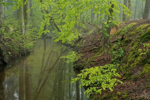 Red beech forest (Fagus sylvatica) with river in spring, North Rhine-Westphalia, Germany