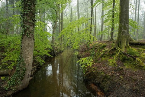 Red beech forest (Fagus sylvatica) and stream in spring, North Rhine-Westphalia, Germany