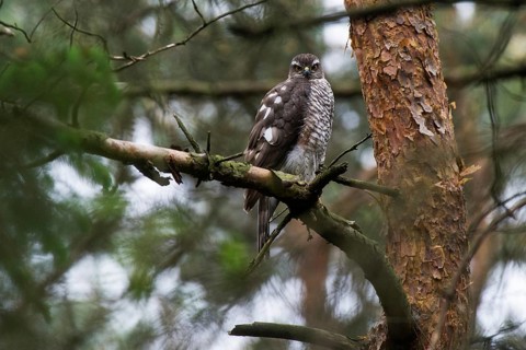 Sparrowhawk (Accipiter nisus) female sitting near the nest, North Rhine-Westphalia, Germany