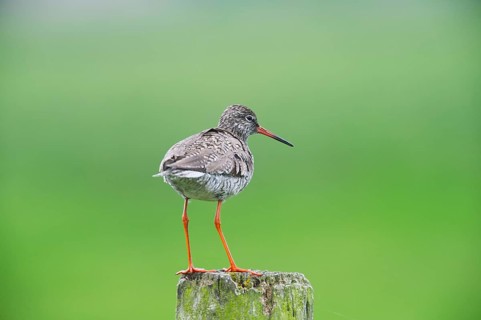 Redshank (Tringa totanus) on a meadow stake, Lower Saxony, Germany