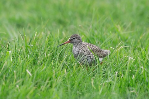 Redshank (Tringa totanus) looking for food in the meadow, Lower Saxony, Germany