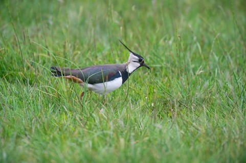 Lapwing (vanellus vanellus) looking for food in the meadow, Lower Saxony, Germany