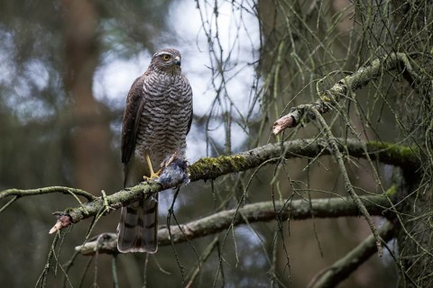 Sparrowhawk (Accipiter nisus) female with prey at the sitting room near the nest, North