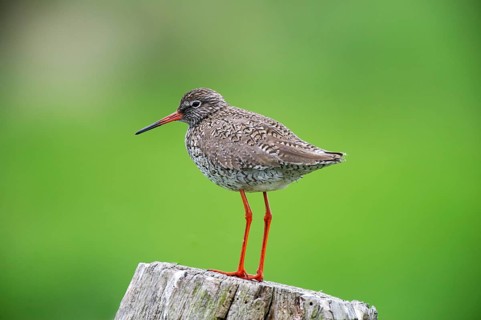Redshank (Tringa totanus) on a stake in the meadow area, Lower Saxony, Germany