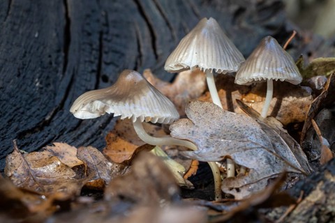 Helmlinge (Mycena), Emsland, Lower Saxony, Germany