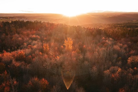 Autumn forest landscape under an intense sunset that bathes the forest in orange light, Calw