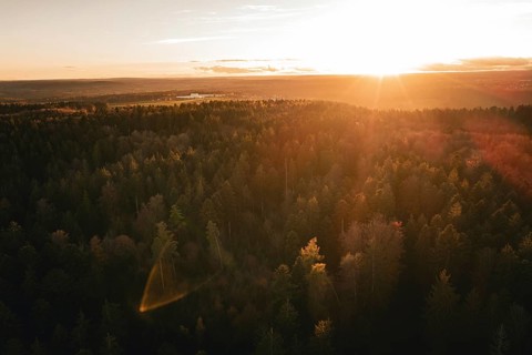 Dense forest in golden sunset light, quiet landscape, Calw district, Germany