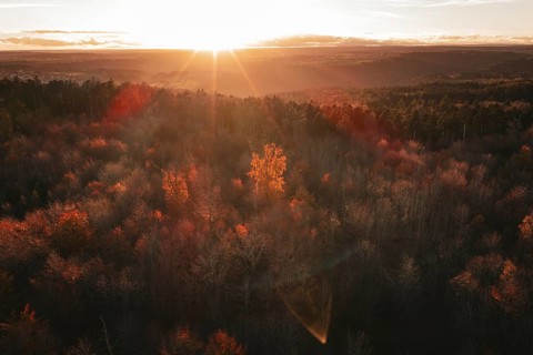 Autumn forest at sunset with intense shades of red and light rays, Calw district, Germany