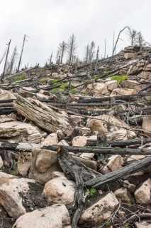 Burnt forest, lying and standing charred trees and tree stumps, gloomy, barren, new greenery,
