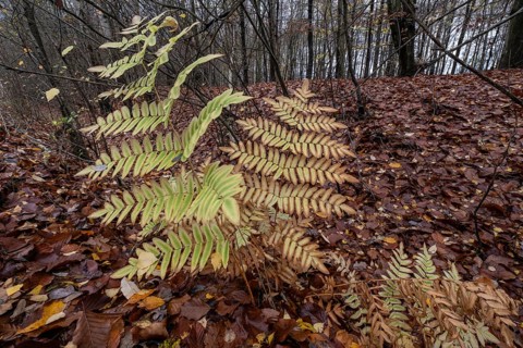 Royal Fern (Osmunda regalis), Emsland, Lower Saxony, Germany
