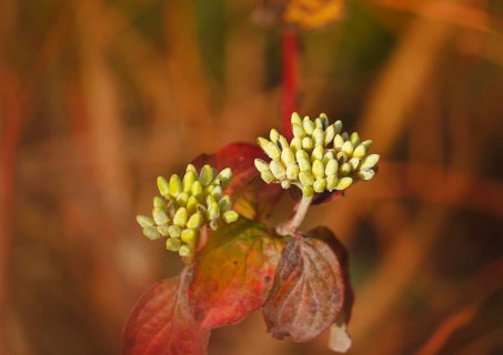 Blood-red dogwood (Cornus sanguinea), branch with buds, alienation, North Rhine-Westphalia, Germany