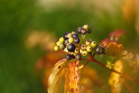 Blood-red dogwood or red dogwood (Cornus sanguinea), branch with berries in autumn, alienation,