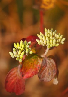 Blood-red dogwood (Cornus sanguinea), branch with buds, alienation, North Rhine-Westphalia, Germany