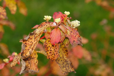 Blood-red dogwood (Cornus sanguinea), branches with buds, North Rhine-Westphalia, Germany