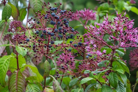 Fuchsia paniculata, flowers and fruits, MÃ¼nsterland, North Rhine-Westphalia, Germany