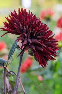 Dahlia (Dahlia), dark red, MÃ¼nsterland, North Rhine-Westphalia, Germany