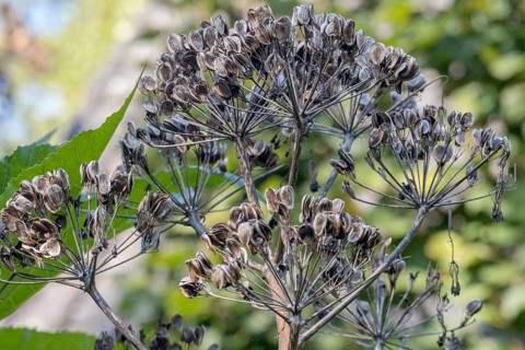 Giant fennel (Ferula communis), Samenstand, MÃ¼nsterland, North Rhine-Westphalia, Germany