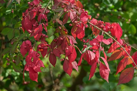 Common spindle bush (Euonymus europaeus), MÃ¼nsterland, North Rhine-Westphalia, Germany