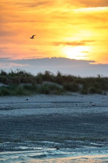 Sunset with flying and sitting herring gull (Larus fuscus), bright orange sky, calm, soft light,