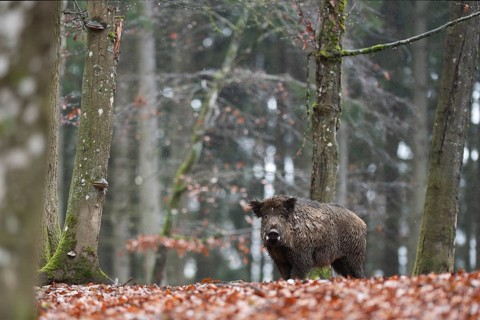 Strong boar in rain, Daun, Rhineland-Palatinate, Germany