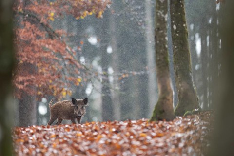 Wild boar newbie in the rain, Daun, Rhineland-Palatinate, Germany