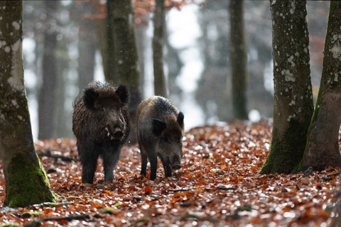 Strong wild boar boar with stream in rain, Daun, Rhineland-Palatinate, Germany