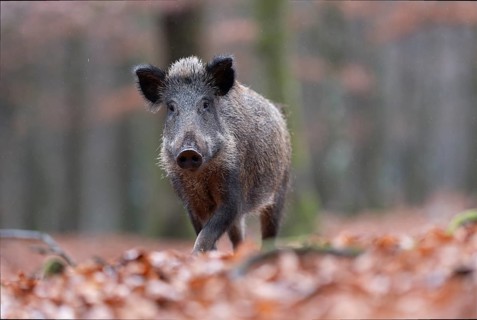 Wild boar defector, Daun, Rhineland-Palatinate, Germany