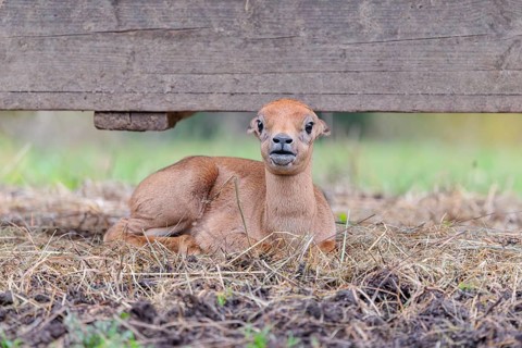 A blackbuck calf (Antilope cervicapra) lies on a feeding place on a cloudy day. India, Pakistan,