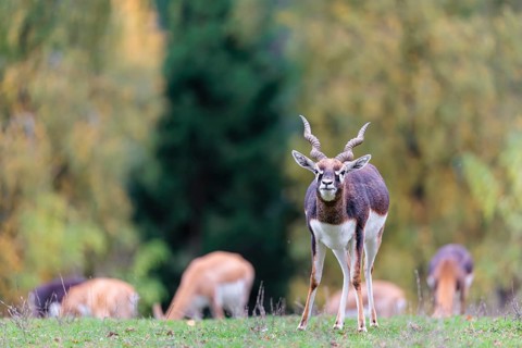 A male blackbuck (Antilope cervicapra) stands on a green meadow on a cloudy day. Some females can