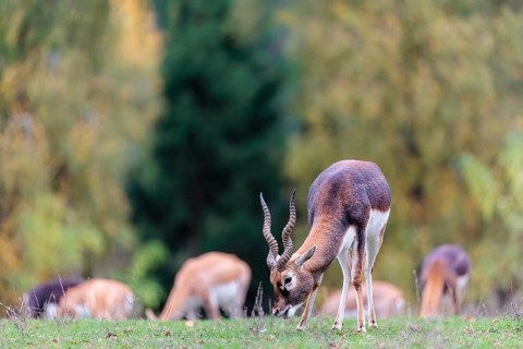 A male blackbuck (Antilope cervicapra) grazes on a green meadow on a cloudy day. Some females can