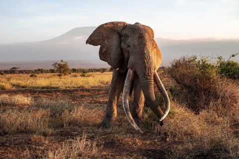 African elephant (Loxodonta africana) with Kilimanjaro, the famous Super Tusker elephant Craig, old