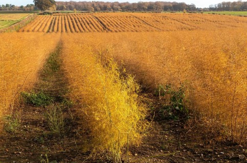 Brown dried ferns of asparagus plants, Asparagus officinalis, growing in rows in field, Wantisden,