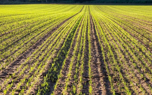 Green shoots of winter cereal crop growing in field, Shottisham, Suffolk, England, UK