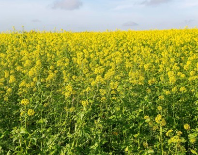 Yellow blossom of oil seed rape plant, Brassica napus, growing on hillside in field, Wantisden,