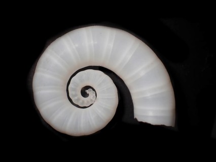Posthorn squid (Spirula spirula), Spirulidae family, sinuous housing that is inside the body and is