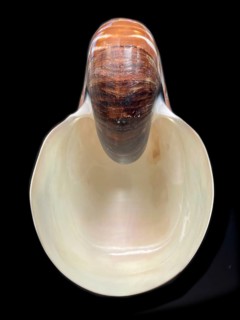 Pearl boat (Nautilus pompilius), Nautilidae family, interior view of the bowl, phragmocon, spiral,