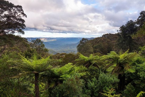 Dense greenery and ferns along the Fern Bower Circuit, Blue Mountains, New South Wales, Australia