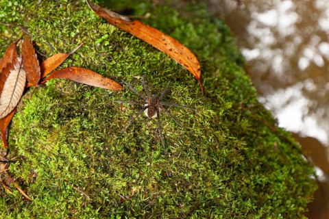 Female spider, giant crab spider, with large white cocoon in the Blue Mountains, New South Wales,