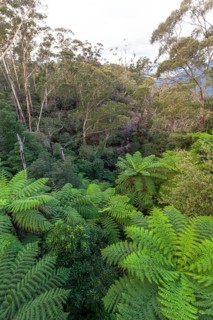 Dense greenery and ferns along the Fern Bower Circuit, Blue Mountains, New South Wales, Australia