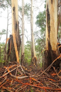 Eucalyptus tree with peeling bark in the Blue Mountains, New South Wales, Australia