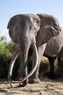 Animal portrait, African elephant (Loxodonta africana), the famous Super Tusker elephant Craig, old