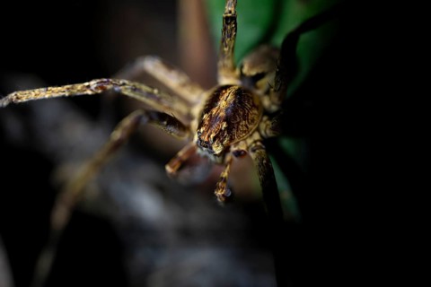 Night view of scary wolf spider (Lycosidae) in the jungle, Amani Nature Forest Reserve, Eastern